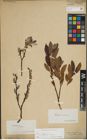 Foto von Salix lapponum L.